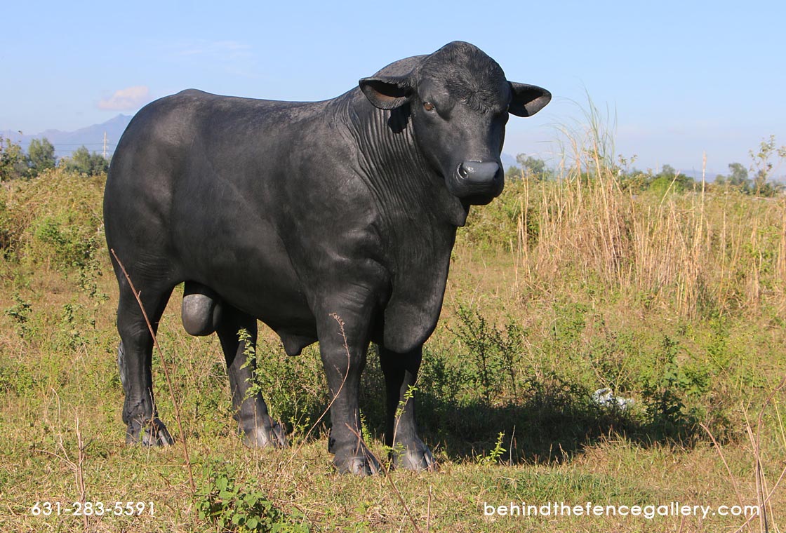 Black Angus Bull Statue Black Angus Bull Statue
