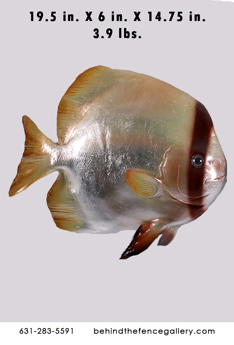 Batfish Batfish