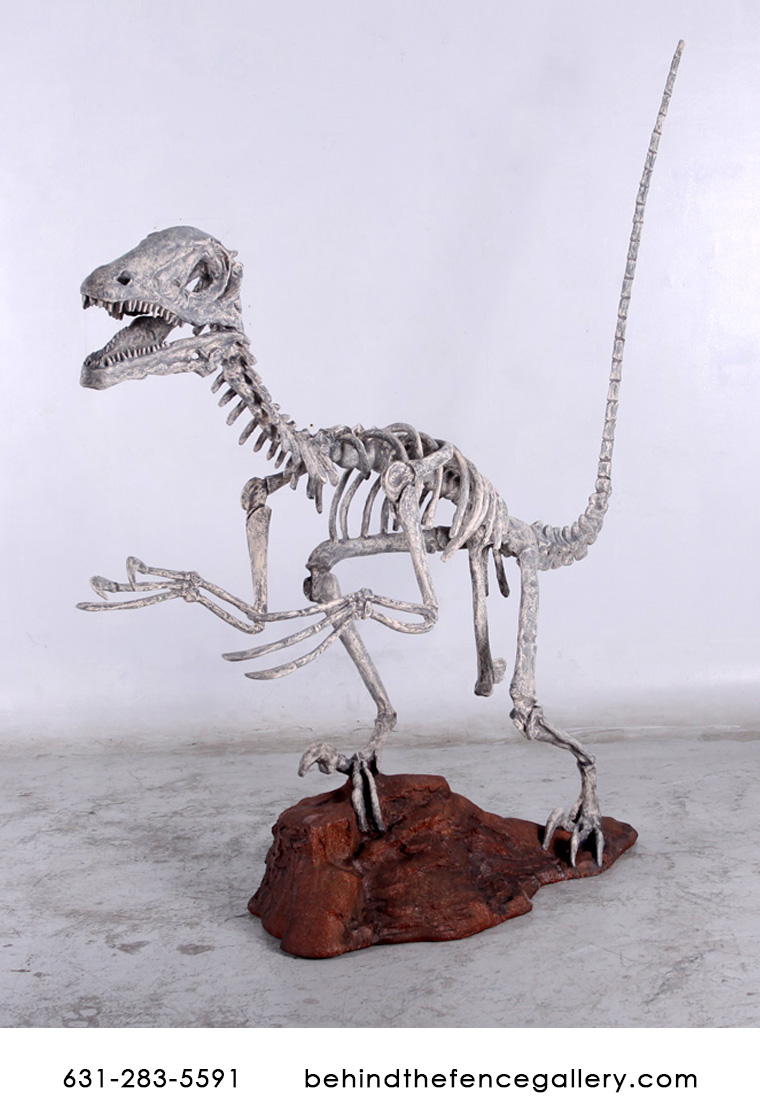 Deinonychus Skeleton Statue Deinonychus Skeleton Statue