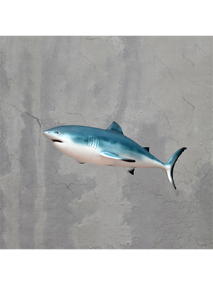 Tiger Shark Tiger Shark
