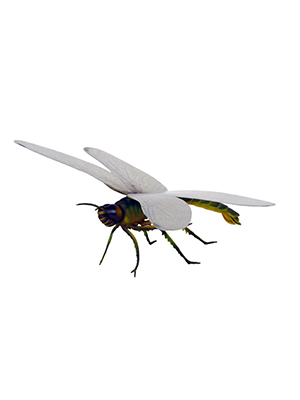 Meganeura Meganeura