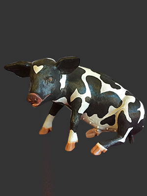 Black and White Pig Sitting Black and White Pig Sitting