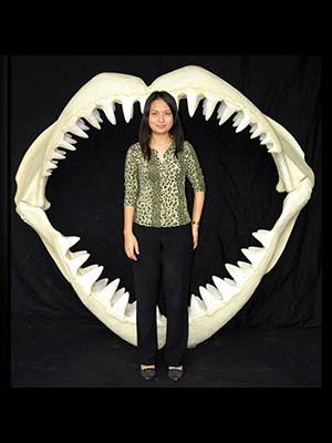 Great White Shark Jaws ( Large ) Great White Shark Jaws ( Large )