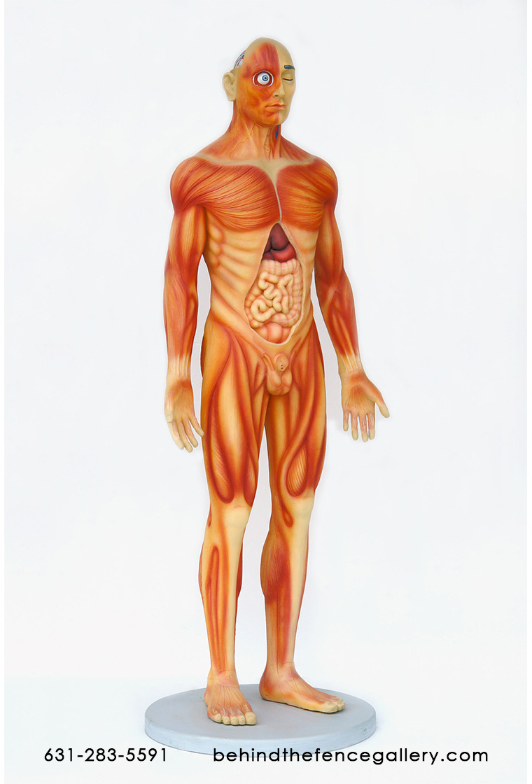 Human Anatomy - Male Statue Human Anatomy - Male Statue