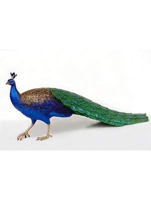 Peacock with Brighter Colors Peacock with Brighter Colors