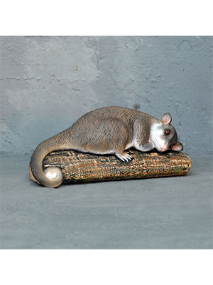 Sleeping Possum Sleeping Possum