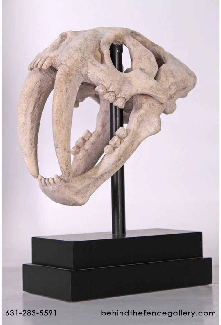 Saber Toothed Tiger Skull on Base Saber Toothed Tiger Skull on Base