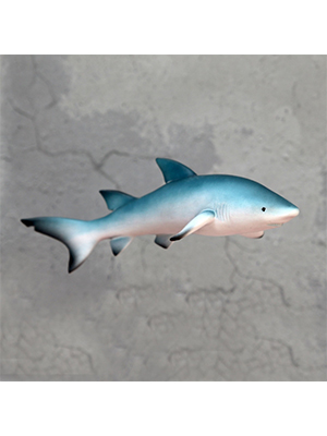 Sand Shark Sand Shark