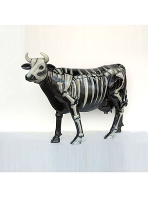 Skeleton Cow (with or without Horns) Skeleton Cow (with or without Horns)