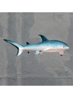 Thresher Shark Thresher Shark
